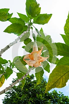 Beautiful orange tropical single flower Garden Angel`s Trumpet Brugmansia Ãâ candida